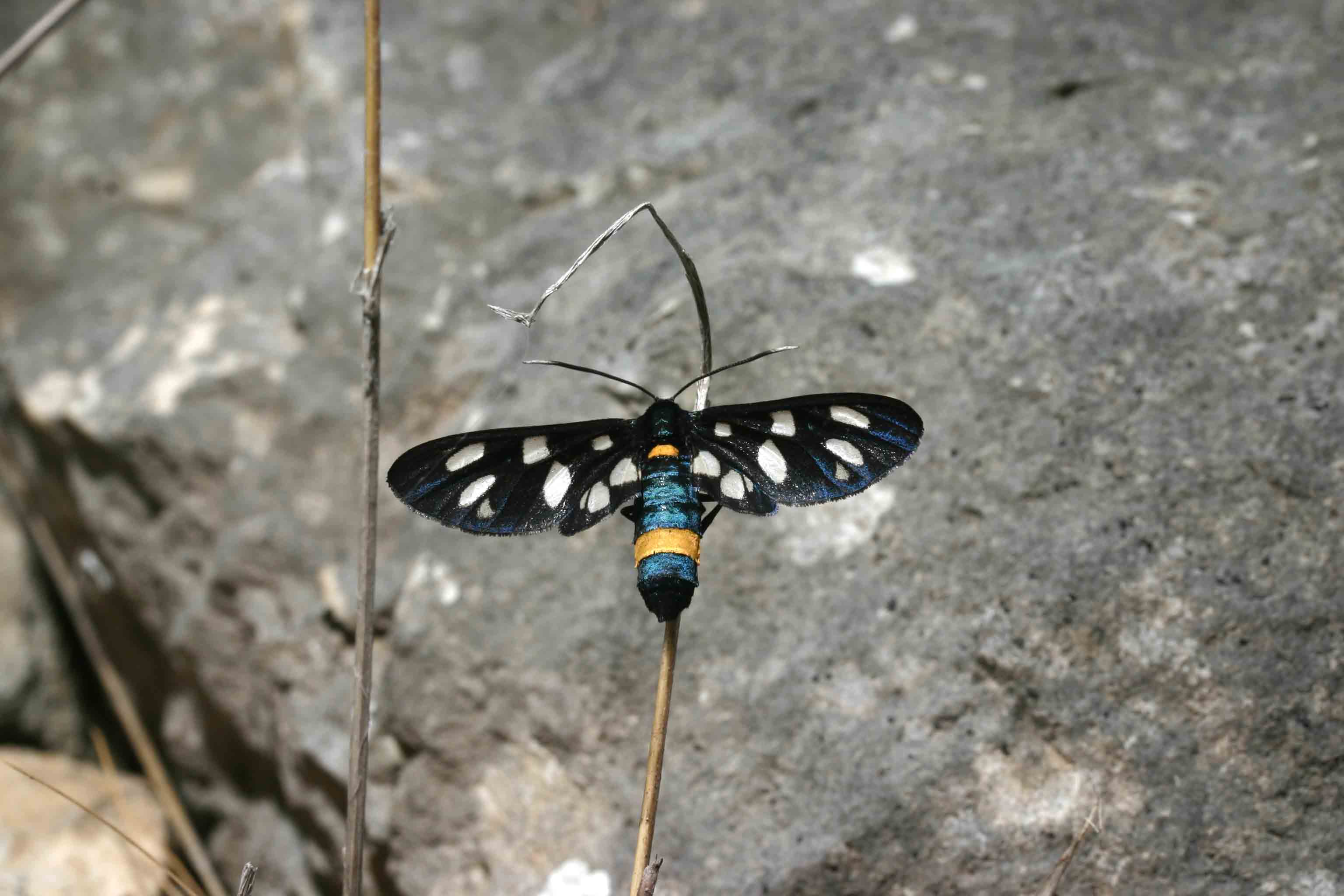 Amata phegea